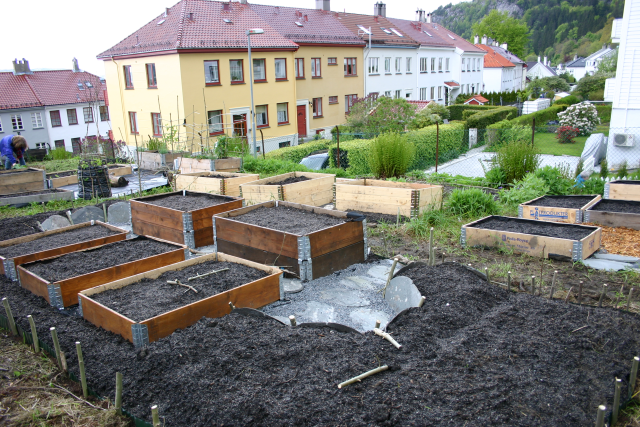 Christinegården, i Sandviken i Bergen, laga om delar av sitt hageareal til parsellhagar i 2015 og har i dag om lag 15 personar som driv parsellane sine der. Foto: Gerd Lithun