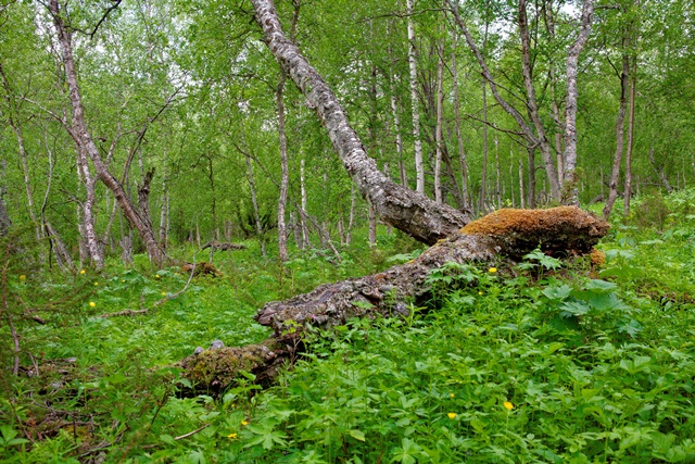 Kalkbjørkeskog