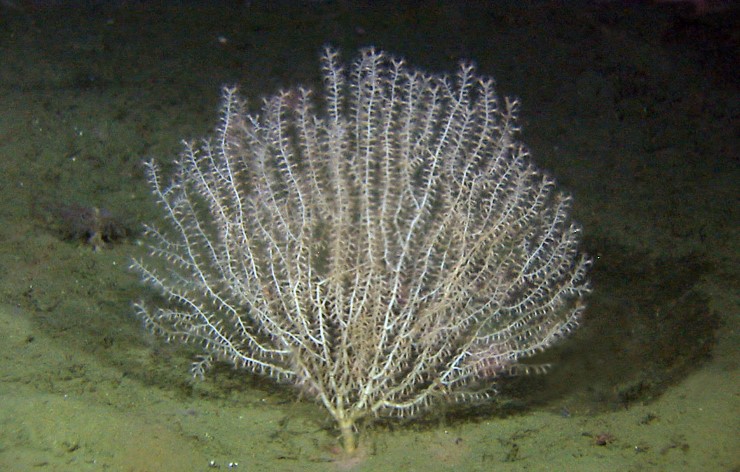 Bambuskorallskog finnes bare i Norge, ingen andre steder i verden. Og i Norge finner du kun bambuskorallskogen fem steder - der Andfjorden er det ene stedet. Denne korallen lever på mudder og bløtbunn, mens andre koraller vanligvis lever på hardbunn. 