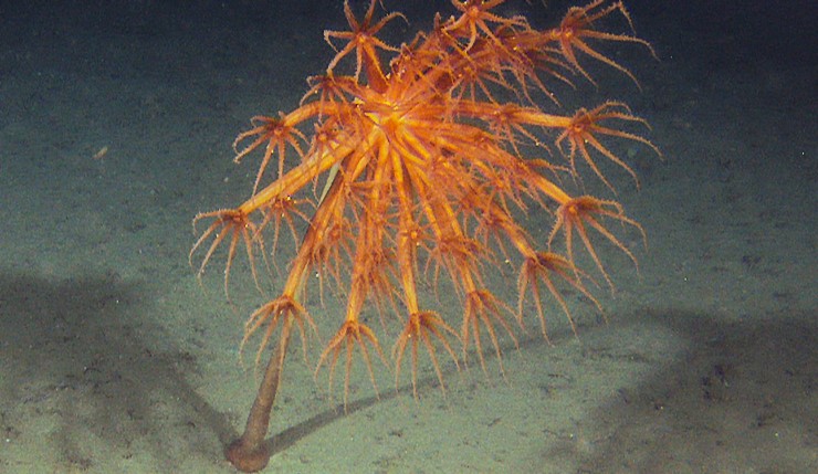 Dypvannssjøfjær er dyr som lever et godt stykke ut i Bleiksdjupet på over 1000 meters dyp. Dyret er 2 meter høyt.