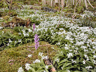 Vårmarihand og ramsløk i askeskog. Foto: Per Kristian Austbø